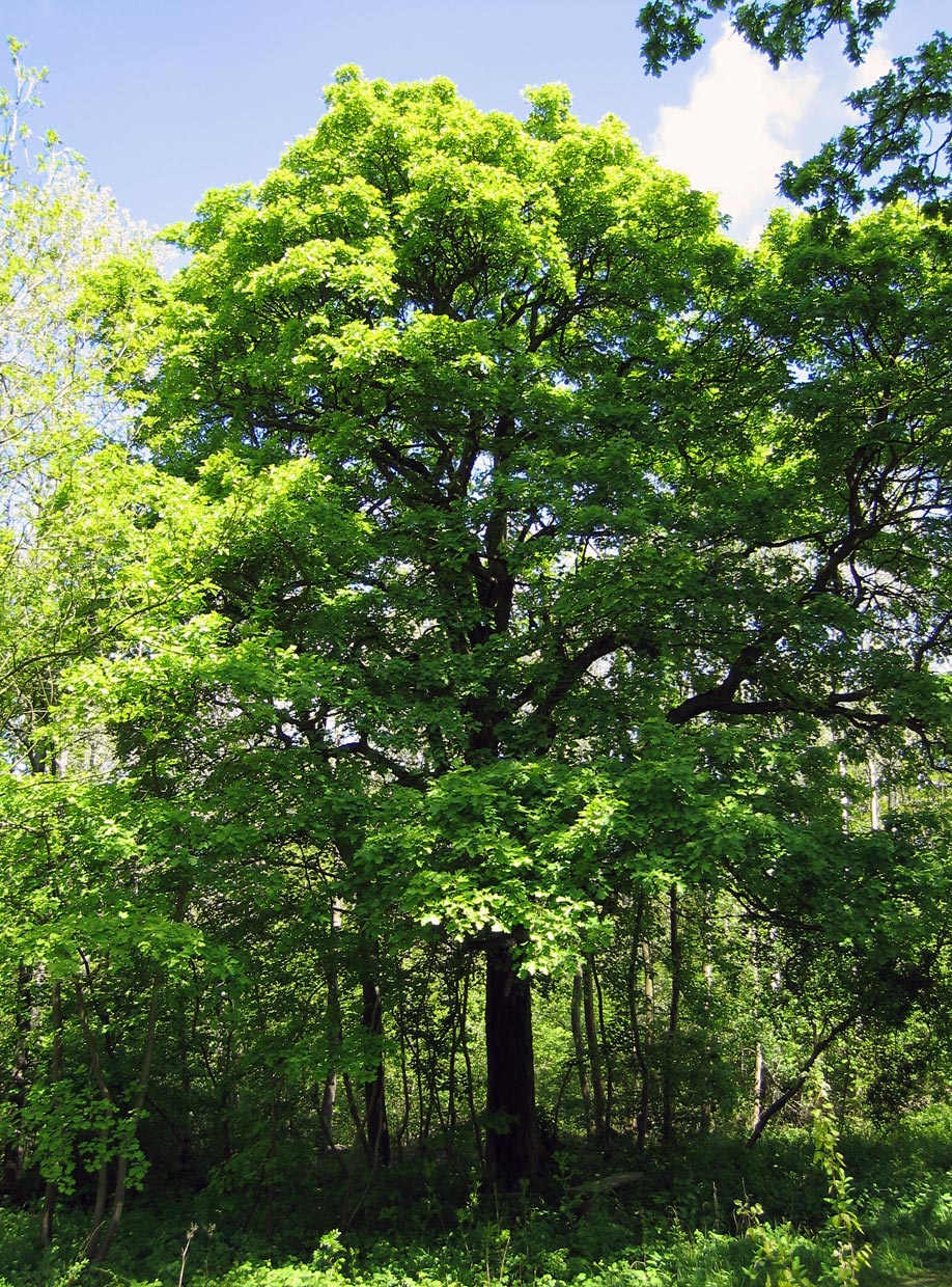 Umzug von Blankenheim nach Zypern per Container: Sorbus torminalis Full tree in Blankenheim – Foto: Andrew Dunn, CC BY-SA 2.0, via Wikimedia Commons Umzug von Blankenheim nach Zypern per Container: Sorbus torminalis Full tree in Blankenheim