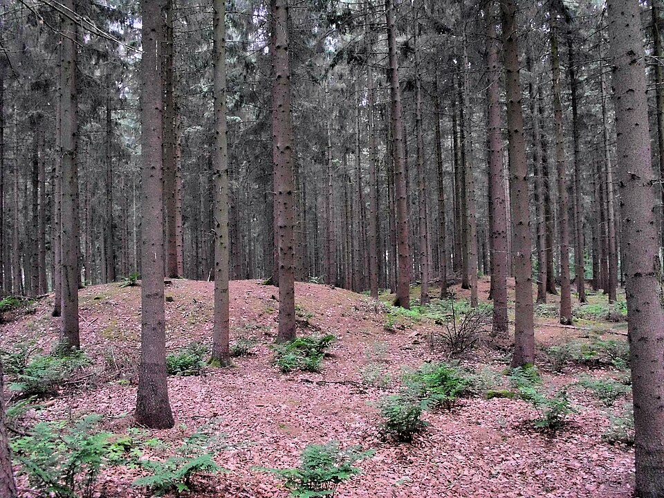 Umzug von Goldenstedt nach Zypern per Container: Hügelgräberfeld im Wald in Goldenstedt – Foto: XenonX3, CC0, via Wikimedia Commons Umzug von Goldenstedt nach Zypern per Container: Hügelgräberfeld im Wald in Goldenstedt