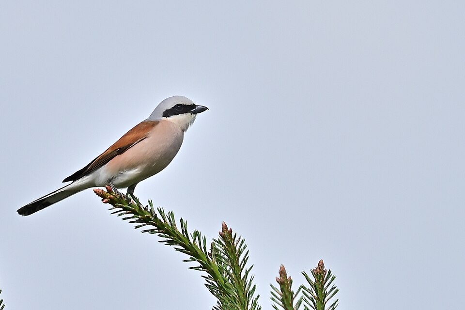 Umzug von Heiden nach Zypern per Container: Lanius collurio in der Lübtheener Heide in Heiden – Foto: Matthias Bethke, CC BY-SA 4.0, via Wikimedia Commons Umzug von Heiden nach Zypern per Container: Lanius collurio in der Lübtheener Heide in Heiden