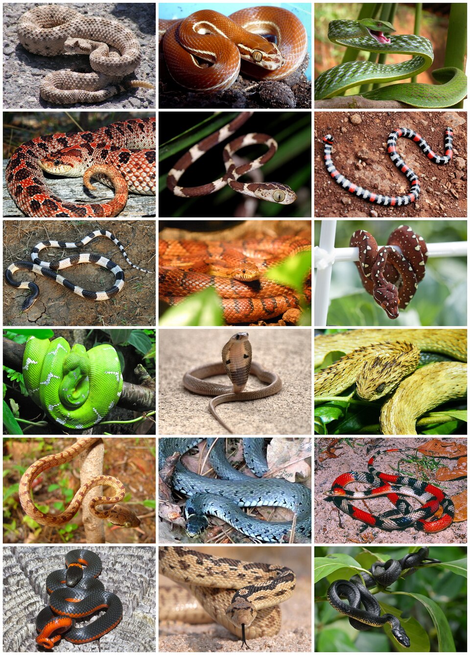 Umzug von Schlangen nach Zypern per Container: Snakes Diversity in Schlangen – Foto: Termininja\n\nVictorrocha (File:Crotalus cerastes mesquite springs CA-2.jpg)\nErikpaterson (File:Lineatus.jpg)\nShy Umzug von Schlangen nach Zypern per Container: Snakes Diversity in Schlangen